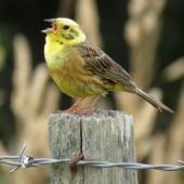 Yellowhammer. Male singing on post. Meremere, December 2016. Image &copy; Scott Brooks (ourspot) by Scott Brooks