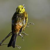 Yellowhammer. Male singing. Kaikoura Peninsula, January 2013. Image &copy; Brian Anderson by Brian Anderson BaPhotographic