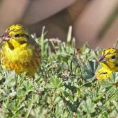 Yellowhammer. Two adult females. Te Awanga, Hawke's Bay, July 2009. Image &copy; Dick Porter by Dick Porter One yellowhammer has a small snail in its beak