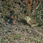 Yellowhammer | Hurukōwhai. Adult female at nest containing chicks. . Image &copy; Department of Conservation (image ref: 10031798) by Mike Soper Courtesy of Department of Conservation