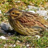 Cirl bunting. Adult female. South Bay, Kaikoura, September 2020. Image &copy; Alan Shaw by Alan Shaw