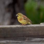 Cirl bunting. Adult male. Marlborough, August 2009. Image &copy; Peter Reese by Peter Reese