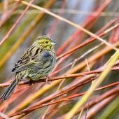 Cirl bunting. Female. Auxerre,  France, February 2017. Image &copy; Cyril Vathelet by Cyril Vathelet
