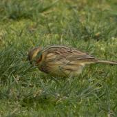 Cirl bunting. Adult female. Victoria Park, Christchurch, September 2020. Image &copy; Adam Colley by Adam Colley