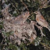 Cirl bunting. Male at nest with 3 chicks. . Image &copy; Te Papa by Kenneth Bigwood