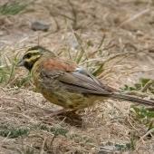Cirl bunting. Adult male. Halswell quarry, Christchurch, February 2019. Image &copy; Greg McKenzie by Greg McKenzie