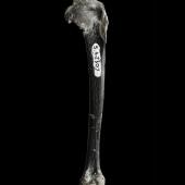 Manuherikia duck. Holotype (left humerus). Specimen registration no. S.042307; image no. MA_I061822. Bed HH1a, Manuherikia River, St Bathans, March 2003. Image &copy; Te Papa See Te Papa website: http://collections.tepapa.govt.nz/objectdetails.aspx?irn=690434&amp;term=S.042307