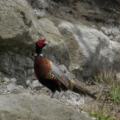 Common pheasant. Front view of adult male. Near Muriwai, October 2003. Image &copy; Sonja Ross by Sonja Ross
