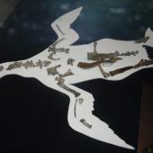 Mannering's penguin. Composite skeleton (with Waipara penguin) including the holotype right leg and pelvis, Canterbury Museum zfa35. Waipara Greensand, Waipara River, Canterbury. Image &copy; Alan Tennyson by Alan Tennyson
