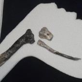 Waipara penguin. Composite wing skeleton including humerus and carpometacarpus, Canterbury Museum zfa34. Waipara Greensand, Waipara River, Canterbury. Image &copy; Alan Tennyson by Alan Tennyson