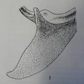 Simpson's penguin. Drawing of sternum of holotype in Otago Museum (from NZ Geological Survey Paleontological Bulletin 20). Otago. Image &copy; Alan Tennyson by Alan Tennyson