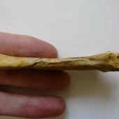 Amies' penguin. Radius, part of holotype in Otago Museum, registration numbers GL434, C.50.62. Hakataramea Valley, South Canterbury. Image &copy; Otago Museum, Dunedin by Alan Tennyson