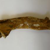 Lowe's penguin. Humerus of holotype in Otago Museum, 14 cm long, registration numbers GL407, C.47.20. Duntroon, Otago. Image &copy; Otago Museum, Dunedin by Alan Tennyson