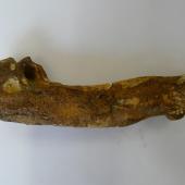 Lowe's penguin. Humerus of holotype in Otago Museum, 14 cm long, registration numbers GL407, C.47.20. Duntroon, Otago. Image &copy; Otago Museum, Dunedin by Alan Tennyson