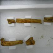 Lowe's penguin. Left femur and right tibiotarsus of holotype in Otago Museum, registration numbers GL407, C.47.20. Duntroon, Otago. Image &copy; Otago Museum, Dunedin by Alan Tennyson