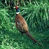 Common pheasant. Rear view of adult male. Greenmeadows, Napier, April 1979. Image &copy; Department of Conservation ( image ref: 10033883 ) by John Kendrick Department of Conservation  Courtesy of Department of Conservation