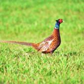Common pheasant. Side view of an adult male walking. Near Auxerre, France, February 2016. Image &copy; Cyril Vathelet by Cyril Vathelet