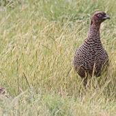Common pheasant. Dark female with young chick. Cape Kidnappers, November 2009. Image &copy; Dick Porter by Dick Porter