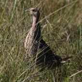 Common pheasant. Side view of adult female. Turakina River estuary, February 2011. Image &copy; Ormond Torr by Ormond Torr
