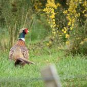 Common pheasant. Male in breeding plumage. Potts Road near Whitford, September 2016. Image &copy; Marie-Louise Myburgh by Marie-Louise Myburgh