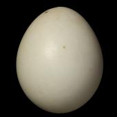 Common pheasant. Egg 41.4 x 33.9 mm (NMNZ OR.026496, collected by Arnold Wells). Taranaki. Image &copy; Te Papa by Jean-Claude Stahl