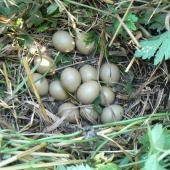 Common pheasant. Nest with 13 eggs. Waikato, January 2009. Image &copy; Joke Baars by Joke Baars
