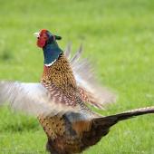 Common pheasant. Adult male beating wings. Cornwall Park, October 2016. Image &copy; John and Melody Anderson, Wayfarer International Ltd by John and Melody Anderson Love our Birds®&nbsp;| www.wayfarerimages.co.nz