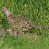Common pheasant. Female with  chicks. Cornwall Park, December 2012. Image &copy; Ron Chew by Ron Chew