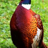 Common pheasant. Adult male ringnecked. Arundel, Sussex, UK, June 2016. Image &copy; John Fennell by John Fennell