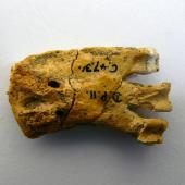 Duntroon penguin. Holotype in Otago Museum, tarsometatarsus, ventral view, registration numbers GL462, C.47.31. Duntroon, North Otago. Image &copy; Otago Museum, Dunedin by Alan Tennyson