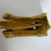 Oliver's penguin. Tarsometatarsus in Otago Museum, dorsal view, holotype, 4 cm long, registration numbers GL433, C.50.63. Hakataramea Valley, South Canterbury. Image &copy; Otago Museum, Dunedin by Alan Tennyson