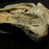 Harris' penguin. Holotype skull (dorsal view), Canterbury Museum AV 16527. Motunau Beach. Image &copy; Daniel Ksepka by Daniel Ksepka