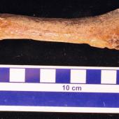 Stirton’s pseudotoothed bird. Holotype left femur, dorsal view. Motunau Beach. Image &copy; Travis Park by Travis Park Canterbury Museum specimen AV 20569