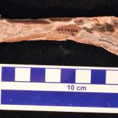 Stirton’s pseudotoothed bird. Holotype left femur, plantar view. Motunau Beach. Image &copy; Travis Park by Travis Park Canterbury Museum specimen AV 20569