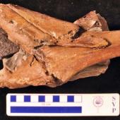 Stirton’s pseudotoothed bird. Holotype skull, left lateral view. Motunau Beach. Image &copy; Travis Park by Travis Park Canterbury Museum specimen AV 20569