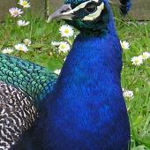Peafowl. Adult male (close-up of head). Botany Downs, Auckland, June 2004. Image &copy; Marie-Louise Myburgh by Marie-Louise Myburgh