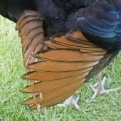Peafowl | Pīkao. Detail under the tail (captive bird).. Katikati, October 2011. Image &copy; Raewyn Adams by Raewyn Adams