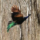 Peafowl. Adult male in flight. Wanganui, May 2012. Image &copy; Ormond Torr by Ormond Torr