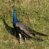 Peafowl. Adult male. Wanganui, February 2007. Image &copy; Ormond Torr by Ormond Torr