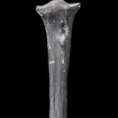St Bathans owlet-nightjar. Original specimen (proximal right tarsometatarsus), S.042800, Te Papa. St Bathans. Image &copy; Te Papa
