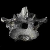 St Bathans adzebill. Holotype (thoracic vertebra), S.052350, Te Papa. St Bathans. Image &copy; Te Papa Te Papa Collections Online: https://collections.tepapa.govt.nz/object/1262220