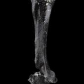 Merton's parrot. Holotype (right tarsometatarsus), S.052016, Te Papa. St Bathans. Image &copy; Te Papa