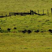 Wild turkey | Korukoru. Flock feeding. Near Muriwai, January 2009. Image &copy; Peter Reese by Peter Reese
