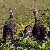 Wild turkey | Korukoru. Two males and three females. Near Muriwai, January 2009. Image &copy; Peter Reese by Peter Reese