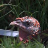 Wild turkey | Korukoru. Adult female. Ambury Regional Park, December 2015. Image &copy; George Curzon-Hobson by George Curzon-Hobson