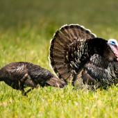Wild turkey | Korukoru. Male displaying (with female on left). , November 2018. Image &copy; Les Feasey by Les Feasey