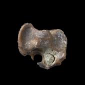 St Bathans wren. Holotype (proximal tarsometatarsus), S.050929, Te Papa. St Bathans. Image &copy; Te Papa