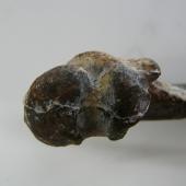 Maxwell's penguin. Holotype humerus, proximal end, in Geology Museum, University of Otago, registration number OU 22402. Waihao Valley, South Canterbury. Image &copy; Used with permission, Geology Museum, University of Otago by Alan Tennyson