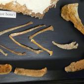 Waitaki penguin. Wing elements and coracoid of holotype in Geology Museum, University of Otago, registration number OU 12652, with fragments of other penguin specimens. Waihao Valley, South Canterbury. Image &copy; Used with permission, Geology Museum, University of Otago by Alan Tennyson
