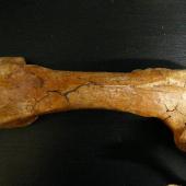 Waitaki penguin. Right femur of holotype in Geology Museum, University of Otago, registration number OU 12652. Waihao Valley, South Canterbury. Image &copy; Used with permission, Geology Museum, University of Otago by Alan Tennyson